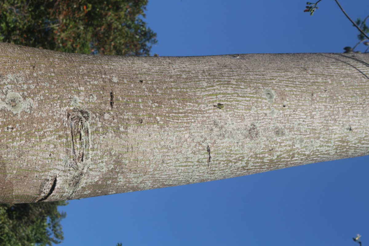 Ceiba pentandra (L.) Gaertn.